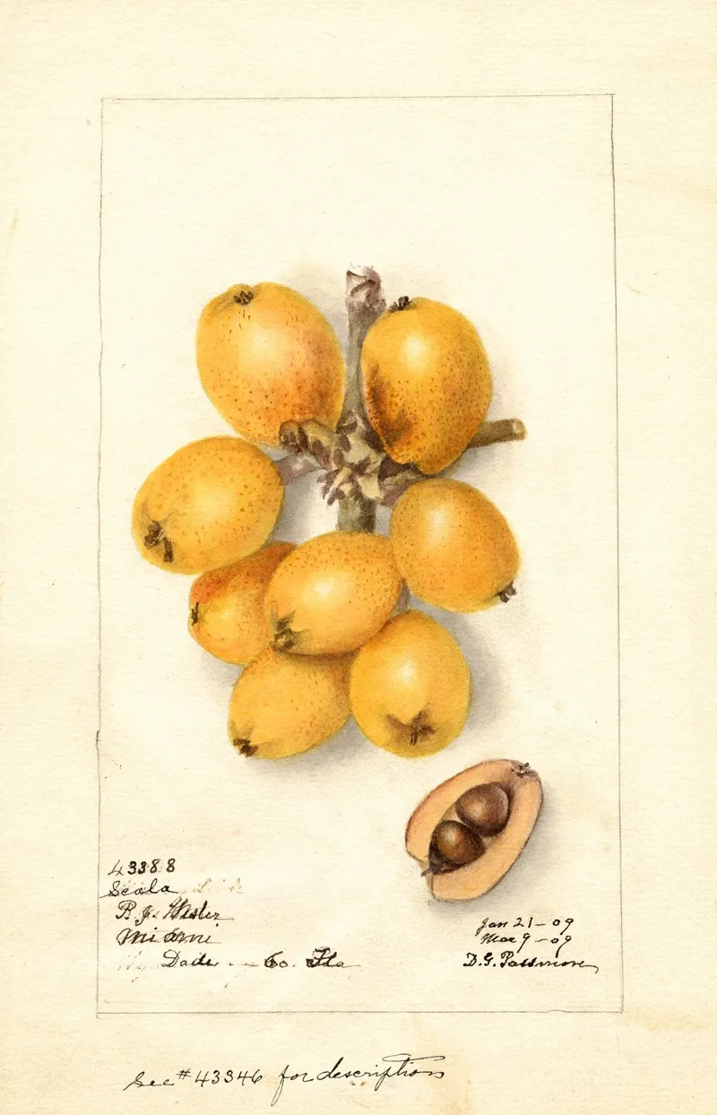 Eriobotrya Japonica Scala Wall Art by Deborah Griscom Passmore - High-Resolution Digital Print