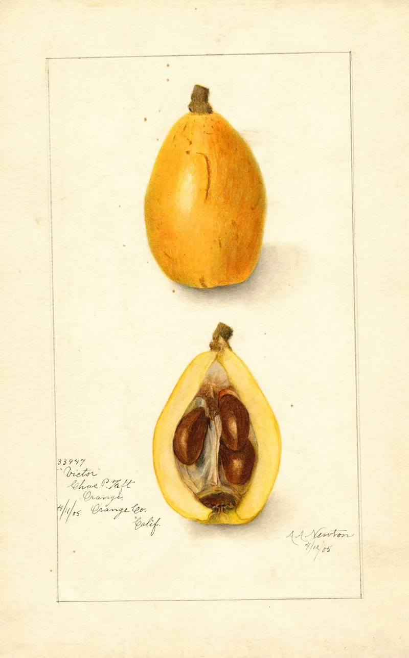 Eriobotrya Japonica Victor Wall Art by Amanda Almira Newton - High-Resolution Digital Print