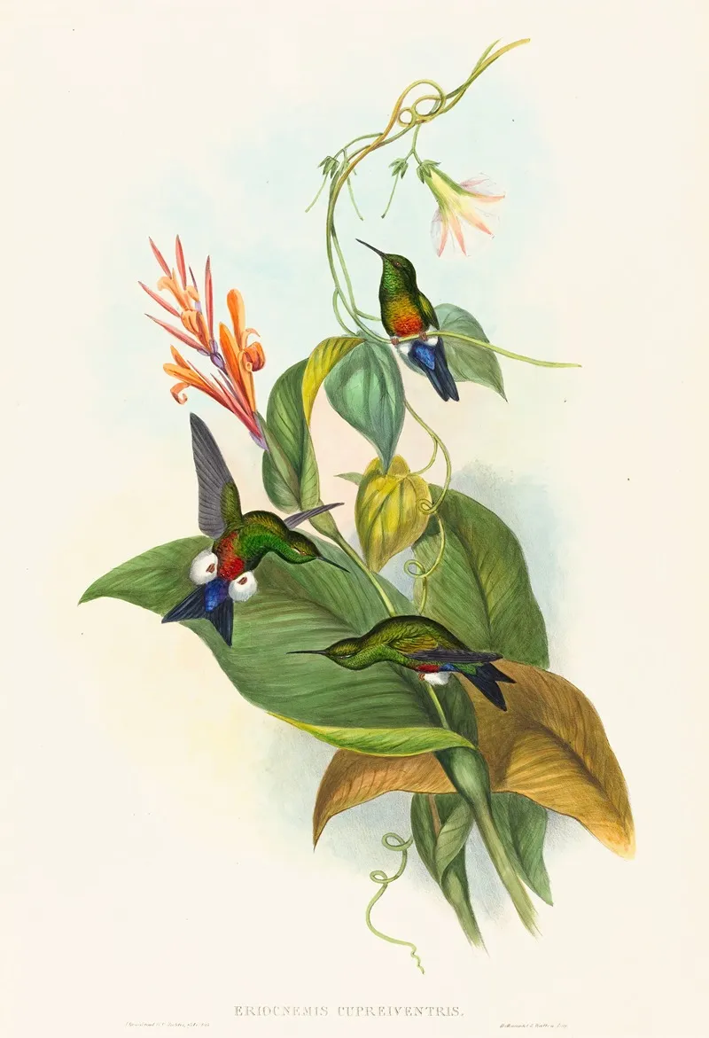 Eriocnemis Cupreiventris Coppery Vented Puff Leg Wall Art by John Gould - High-Resolution Digital Print