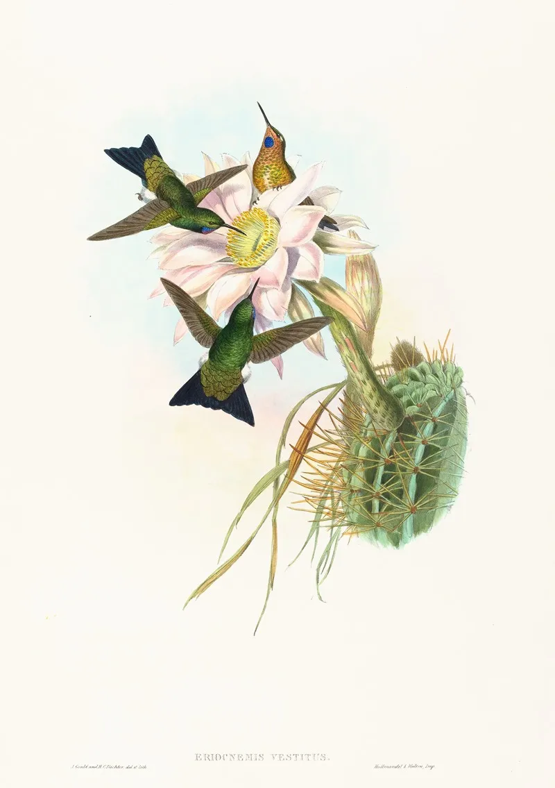 Eriocnemis Vestitus Glowing Puff Leg Wall Art by John Gould - High-Resolution Digital Print