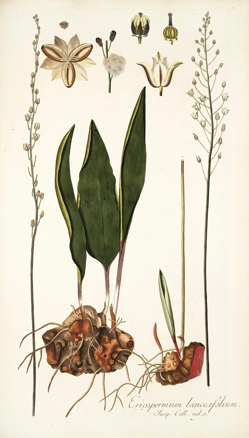 Eriospermum Lanceaefolium Wall Art by Nikolaus Joseph Freiherr von Jacquin - High-Resolution Digital Print