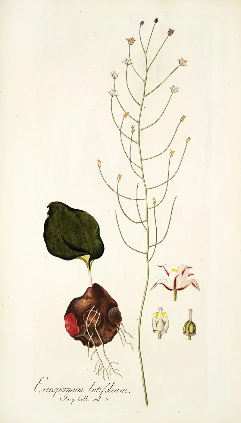 Eriospermum Latifolium Wall Art by Nikolaus Joseph Freiherr von Jacquin - High-Resolution Digital Print