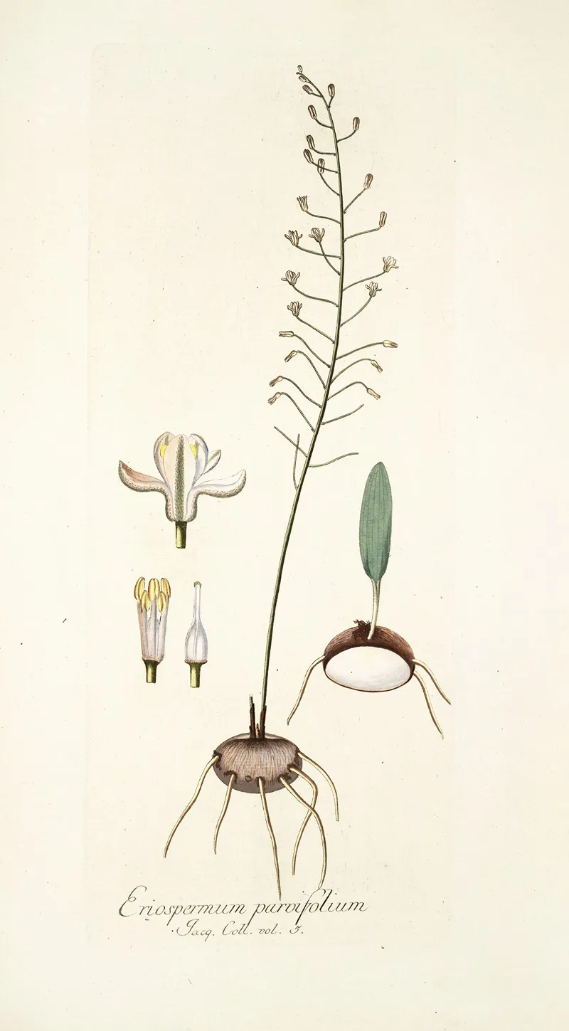 Eriospermum Parvifolium Wall Art by Nikolaus Joseph Freiherr von Jacquin - High-Resolution Digital Print