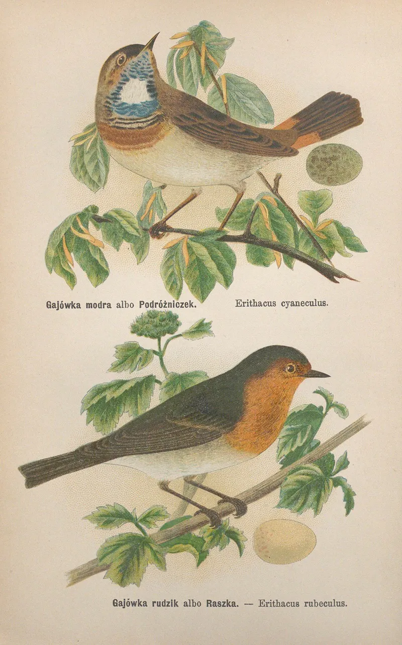 Erithacus Cyaneculus Erithacus Rubeculus Wall Art by Bohdan Dyakowski - High-Resolution Digital Print