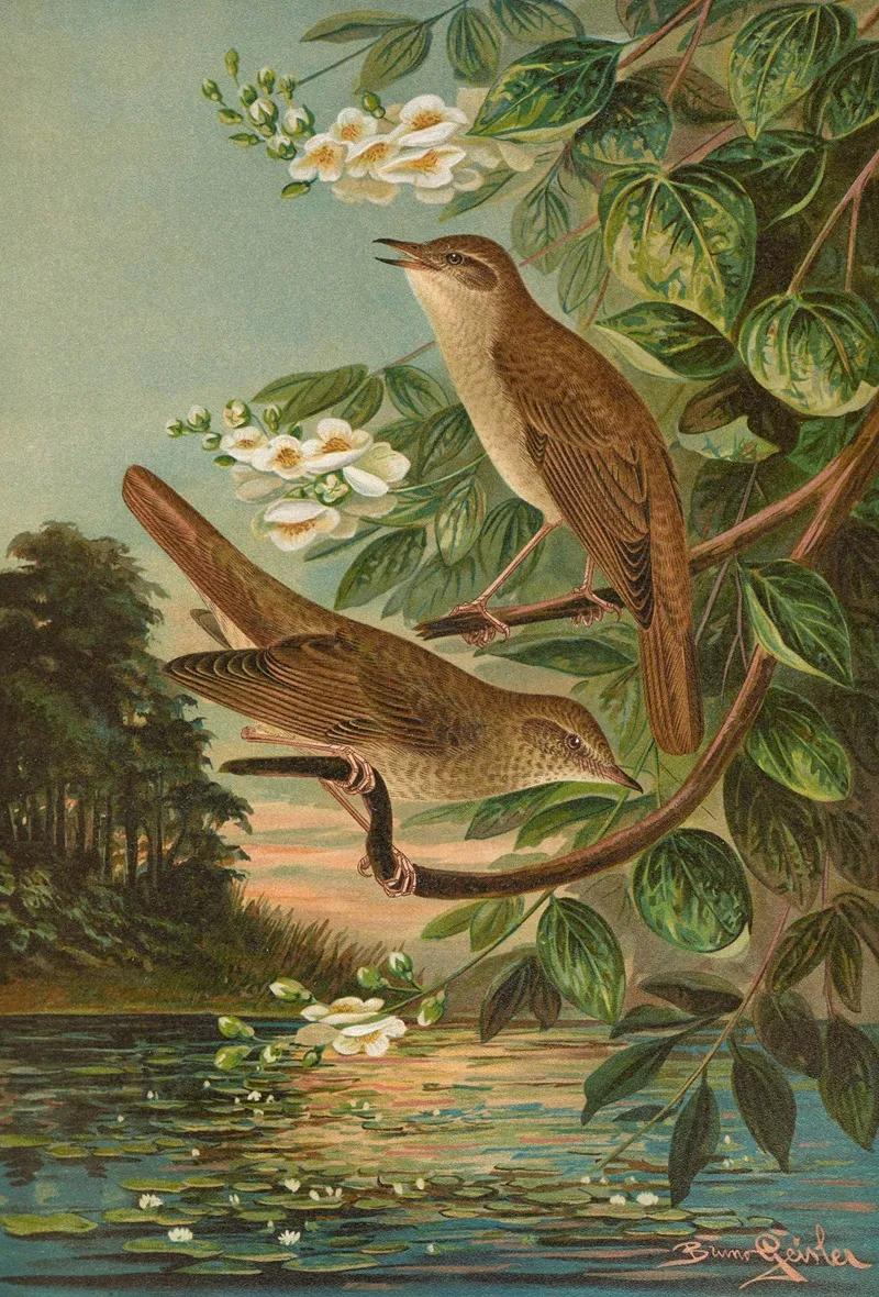 Erithacus Luscinia Erithacus Philomela Wall Art by Johann Friedrich Naumann - High-Resolution Digital Print