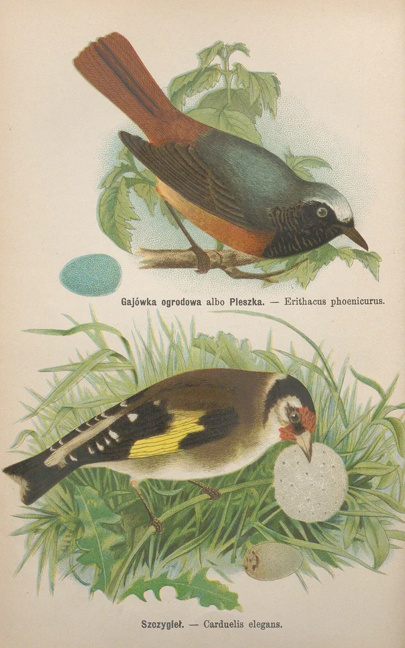Erithacus Phoenicurus Carduelis Elegans Wall Art by Bohdan Dyakowski - High-Resolution Digital Print