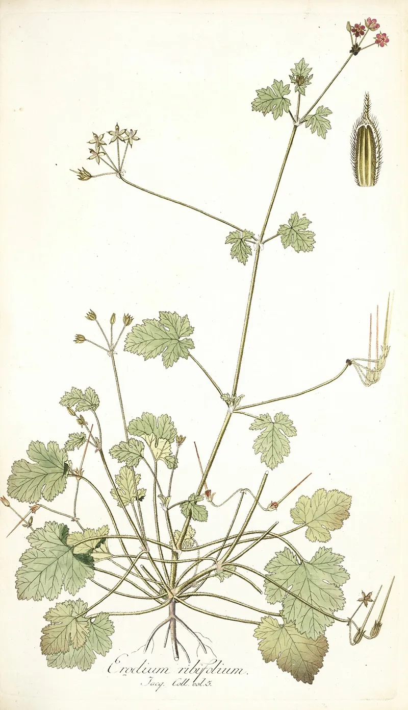 Erodium Ribifolium Wall Art by Nikolaus Joseph Freiherr von Jacquin - High-Resolution Digital Print