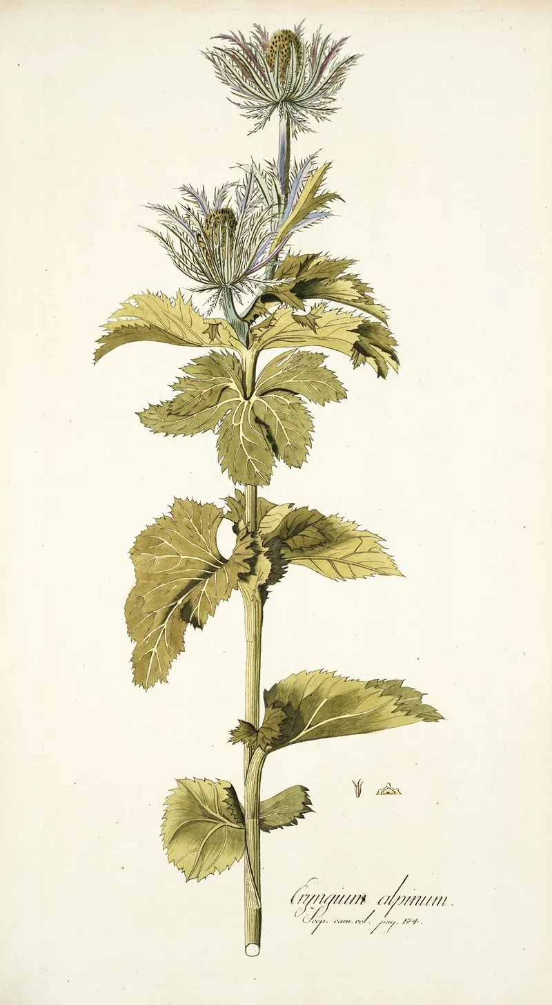 Eryngium Alpinum Wall Art by Nikolaus Joseph Freiherr von Jacquin - High-Resolution Digital Print
