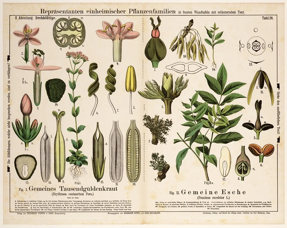 Erythraea Centaurium Fraxinus Excelsior Fraai Duizendguldenkruid Gewone Es Wall Art by Hermann Zippel - High-Resolution Digital Print