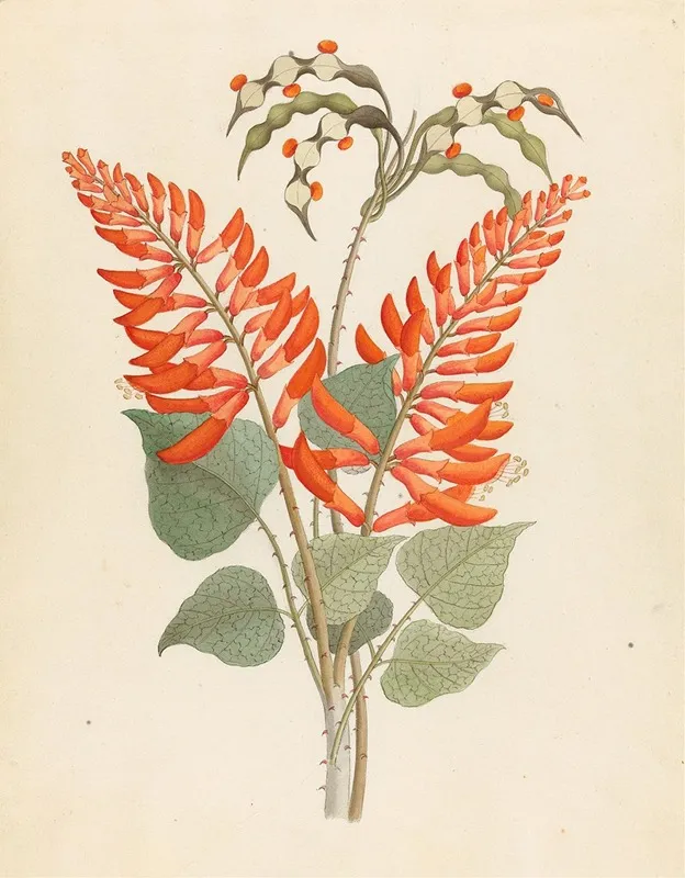 Erythrina Nov Specie Erythrina Humeana Wall Art by Clemenz Heinrich Wehdemann - High-Resolution Digital Print
