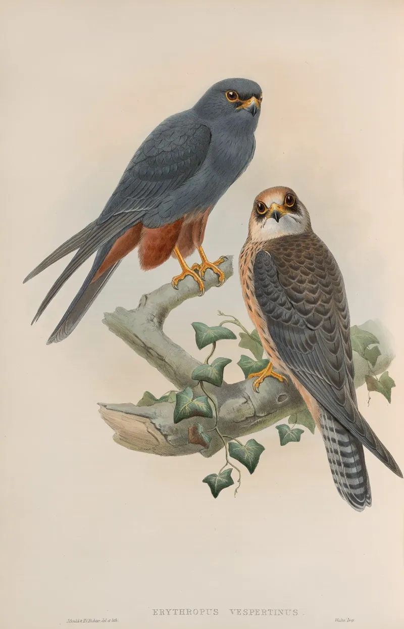 Erythropus Vespertinus Orange Legged Hobby Wall Art by John Gould - High-Resolution Digital Print