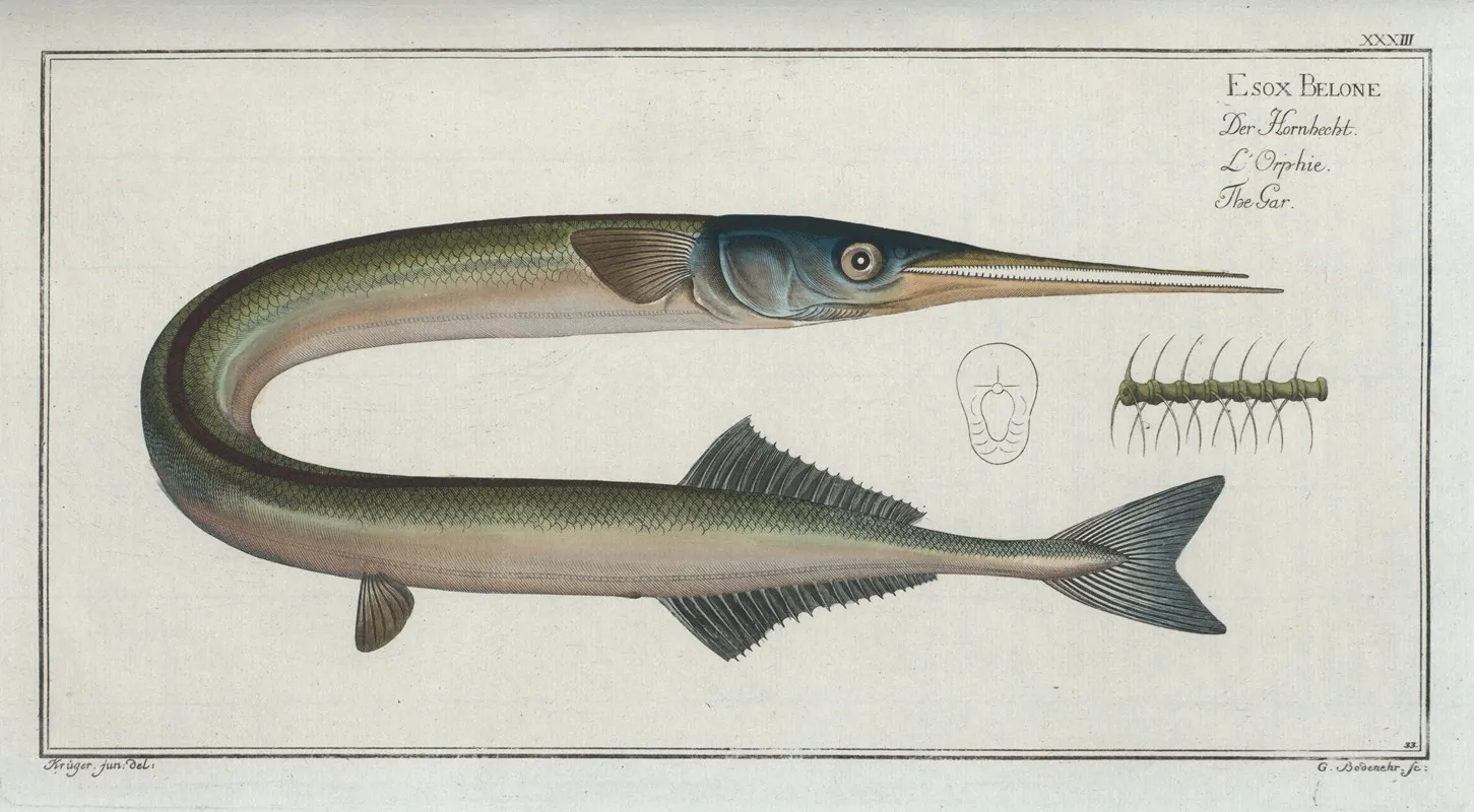 Esox Belone The Gar Wall Art by Marcus Elieser Bloch - High-Resolution Digital Print