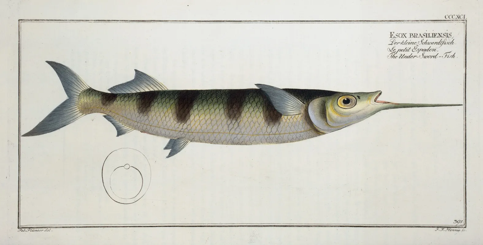 Esox Brasiliensis The Under Sword Fish Wall Art by Marcus Elieser Bloch - High-Resolution Digital Print