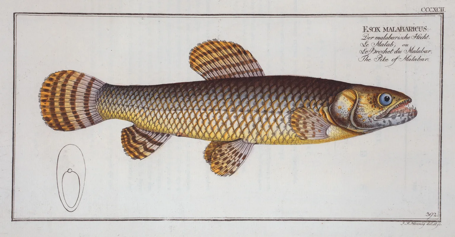 Esox Malabaricus The Pike Of Malabar Wall Art by Marcus Elieser Bloch - High-Resolution Digital Print