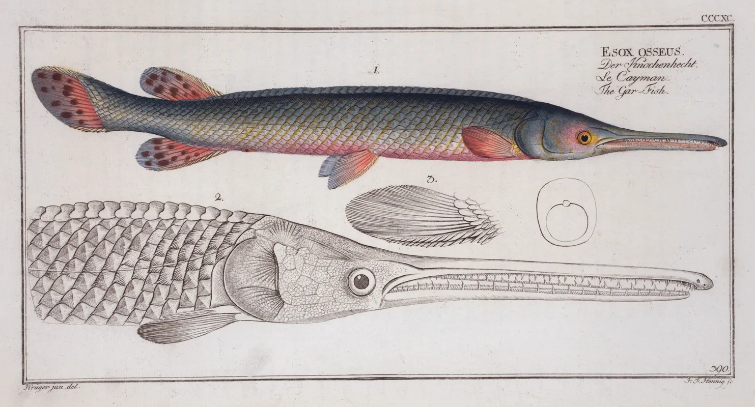 Esox Osseus The Gar Fish Wall Art by Marcus Elieser Bloch - High-Resolution Digital Print