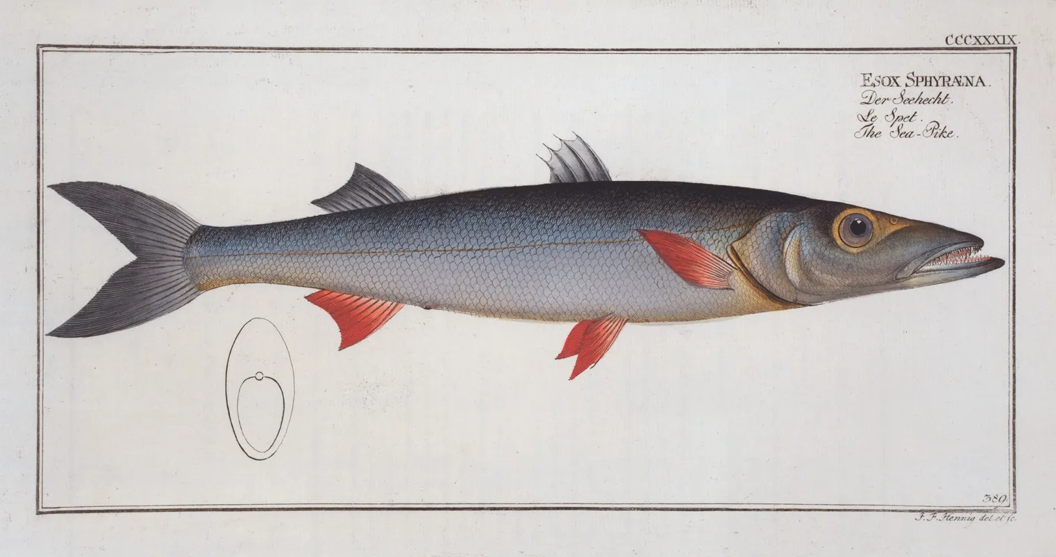 Esox Sphyraena The Sea Pike Wall Art by Marcus Elieser Bloch - High-Resolution Digital Print