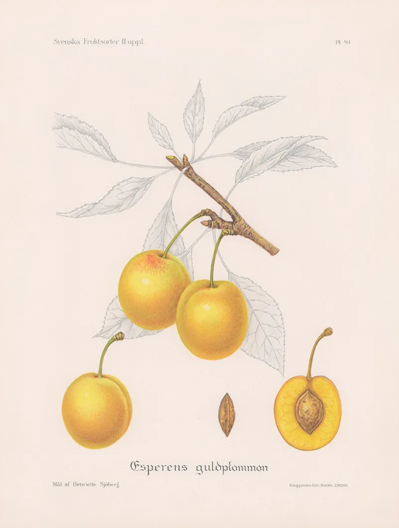 Esperens Guldplommon Wall Art by Henriette Sjöberg - High-Resolution Digital Print