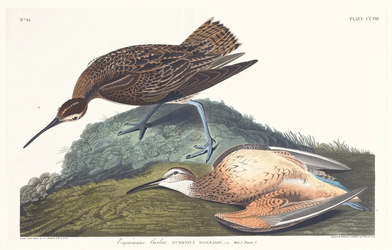 Esquimaux Curlew Wall Art by John James Audubon - High-Resolution Digital Print
