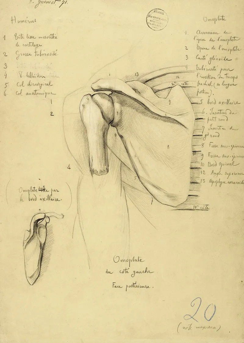 Etude Anatomique Omoplate Du Cote Gauche Face Posterieure