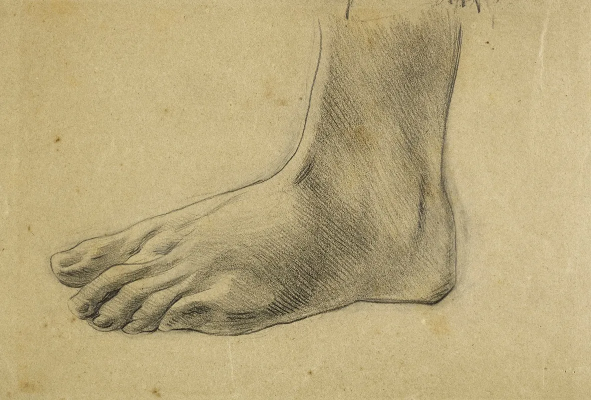 Etude Anatomique Pied Gauche A Plat