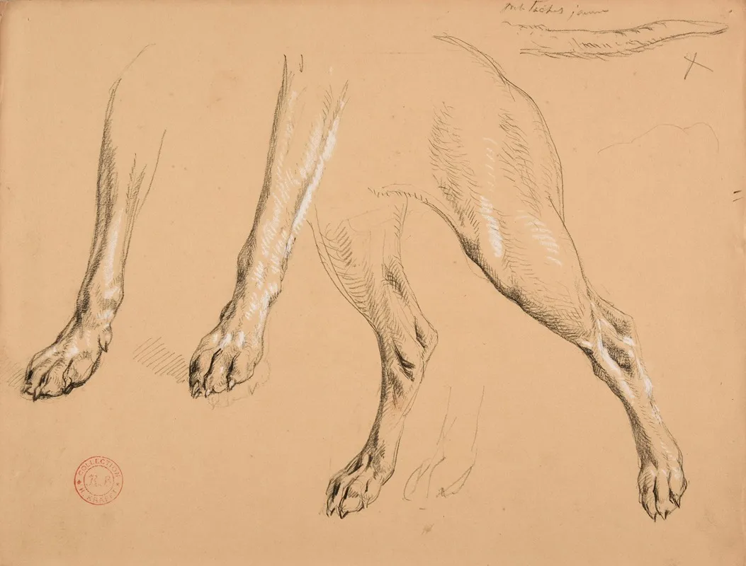 Etude De Pattes Et Queue De Chien