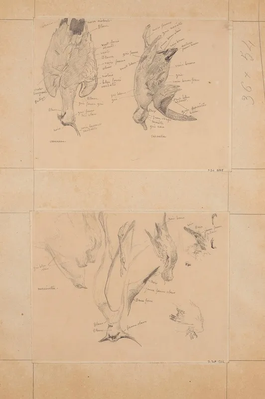 Etude Doiseaux Vanneau Et Sarcelle