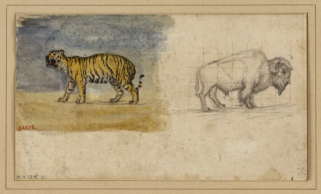 Etude Dun Tigre Et Dun Bison