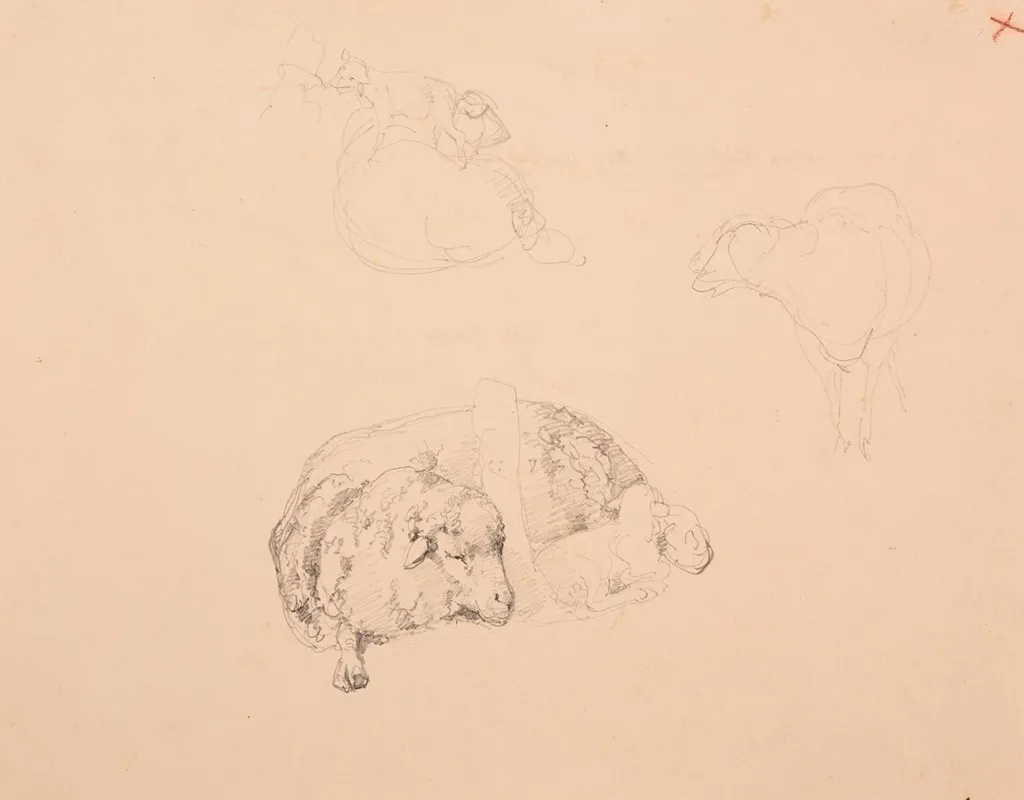 Etudes De Moutons