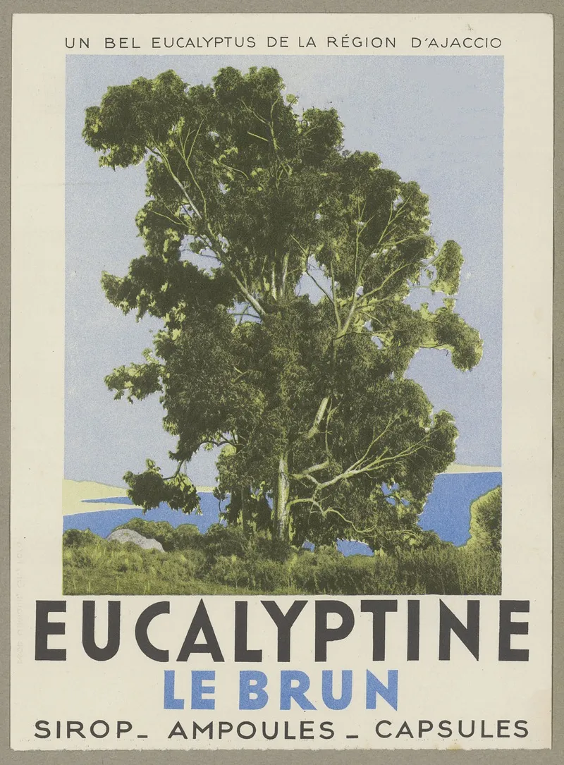 Eucalyptine Le Brun 2