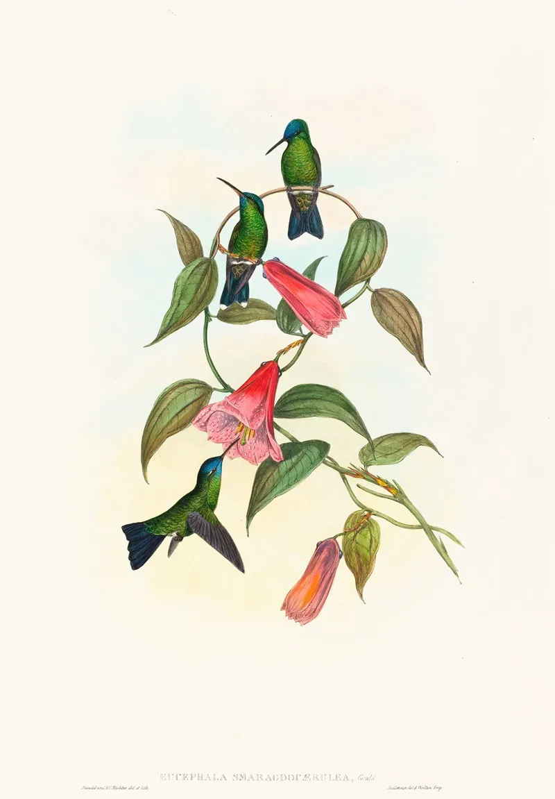 Eucephala Smaragdocaerulea Goulds Wood Nymph Wall Art by John Gould - High-Resolution Digital Print