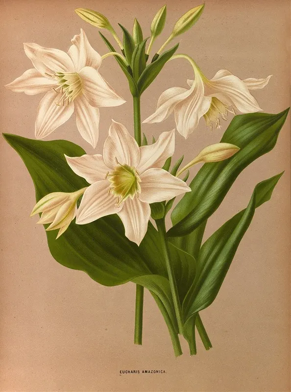 Eucharis Amazonica Wall Art by Arentina Hendrica Arendsen - High-Resolution Digital Print