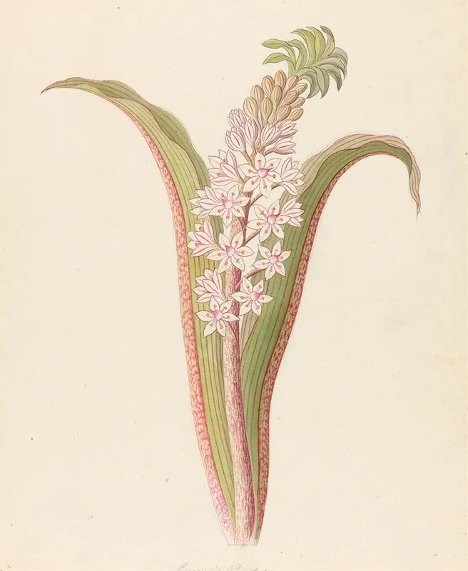 Eucomis Punctata Eucomis Autumnalis Wall Art by Clemenz Heinrich Wehdemann - High-Resolution Digital Print