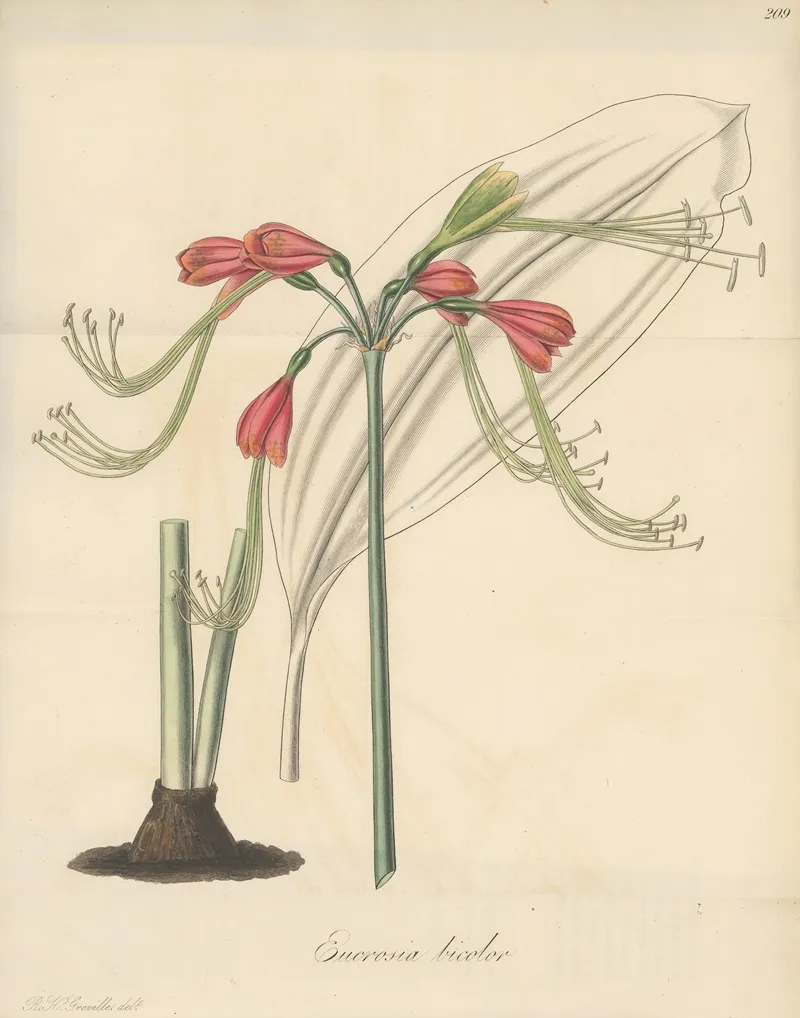 Eucrosia Bicolor Wall Art by William Jackson Hooker - High-Resolution Digital Print