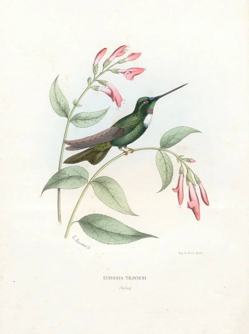 Eudosia Traviesi Wall Art by Paul Eugène Mesplès - High-Resolution Digital Print