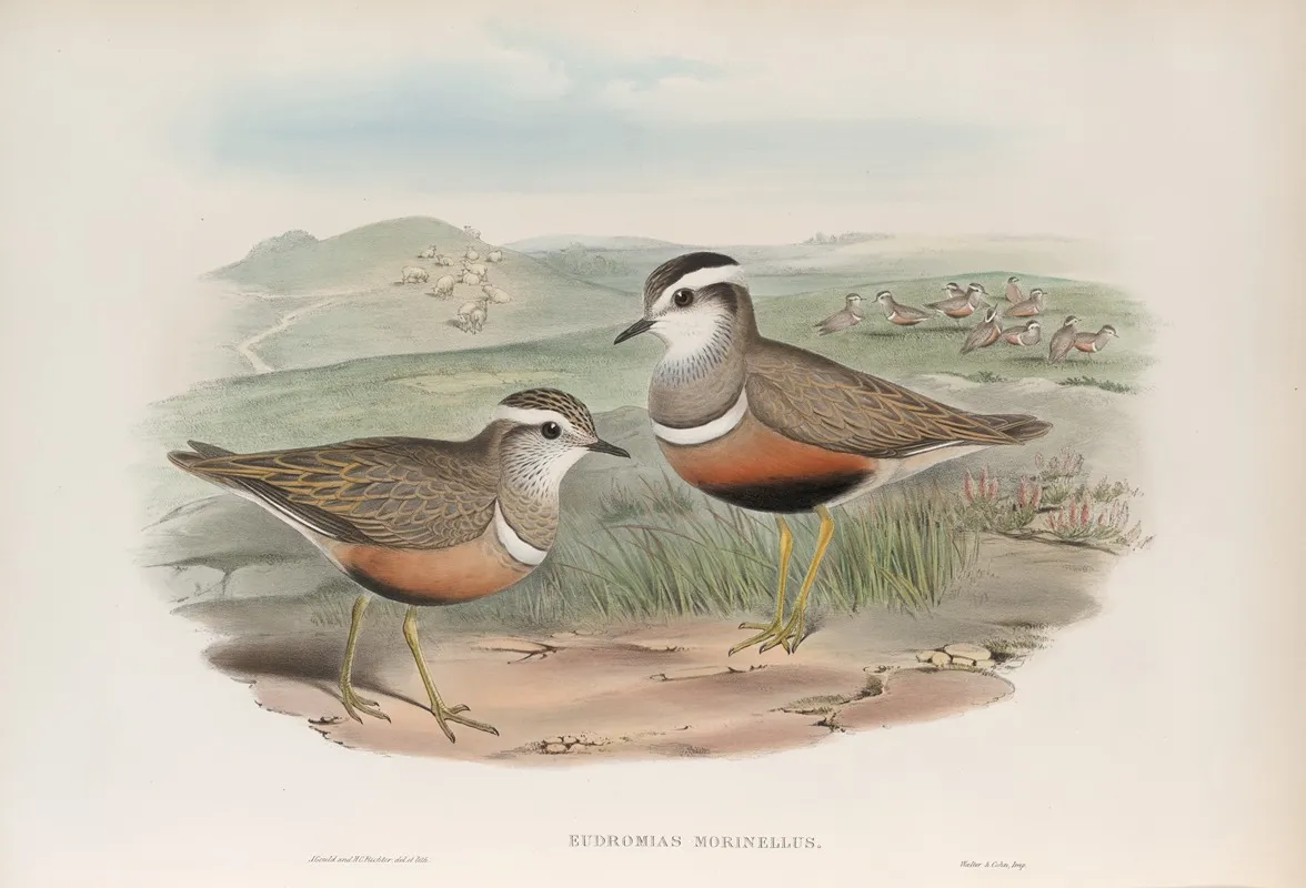 Eudromias Morinellus Dotterel Wall Art by John Gould - High-Resolution Digital Print