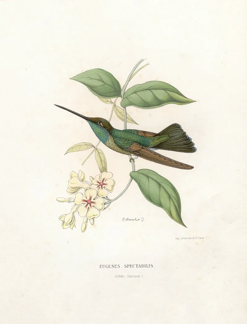 Eugenes Spectabilis Wall Art by Paul Eugène Mesplès - High-Resolution Digital Print
