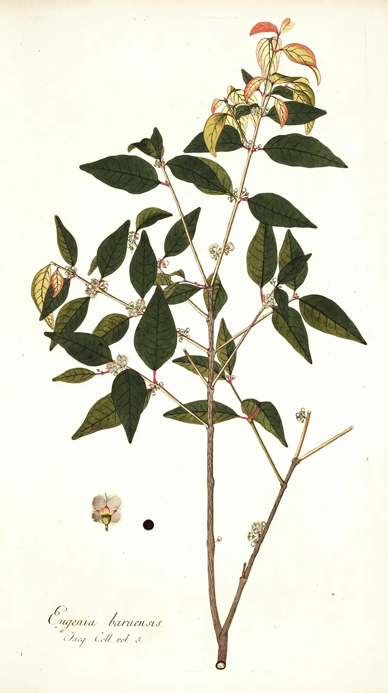 Eugenia Baruensis Wall Art by Nikolaus Joseph Freiherr von Jacquin - High-Resolution Digital Print