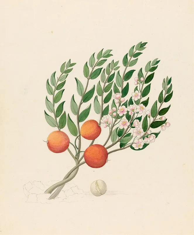 Eugenia Or Jambo Eugenia Albanensis Wall Art by Clemenz Heinrich Wehdemann - High-Resolution Digital Print