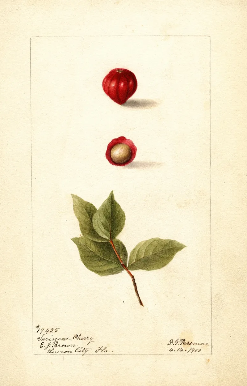 Eugenia Uniflora Wall Art by Deborah Griscom Passmore - High-Resolution Digital Print