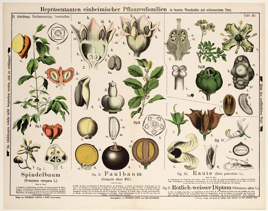 Euonymus Europaea Frangula Alnus Mill Ruta Graveolens Dictamnus Albus Wall Art by Hermann Zippel - High-Resolution Digital Print
