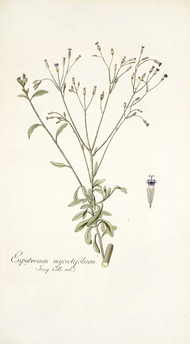 Eupatorium Myosotifolium Wall Art by Nikolaus Joseph Freiherr von Jacquin - High-Resolution Digital Print