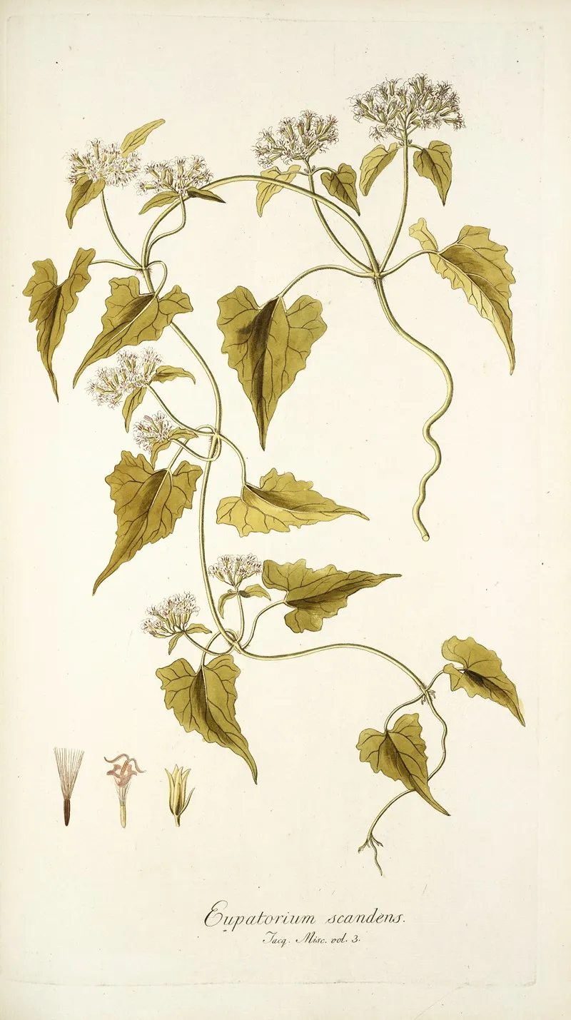 Eupatorium Scandens Wall Art by Nikolaus Joseph Freiherr von Jacquin - High-Resolution Digital Print