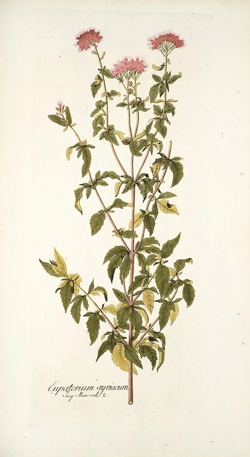 Eupatorium Syriacum Wall Art by Nikolaus Joseph Freiherr von Jacquin - High-Resolution Digital Print