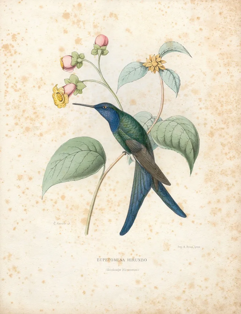 Eupetomena Hirundo Wall Art by Paul Eugène Mesplès - High-Resolution Digital Print