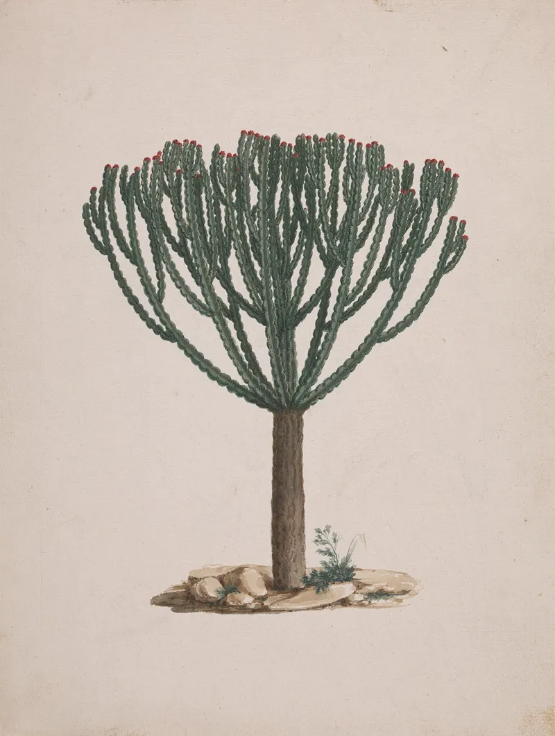 Euphorbia Abyssinica J F Gmel Ethiopian Tree Spurge
