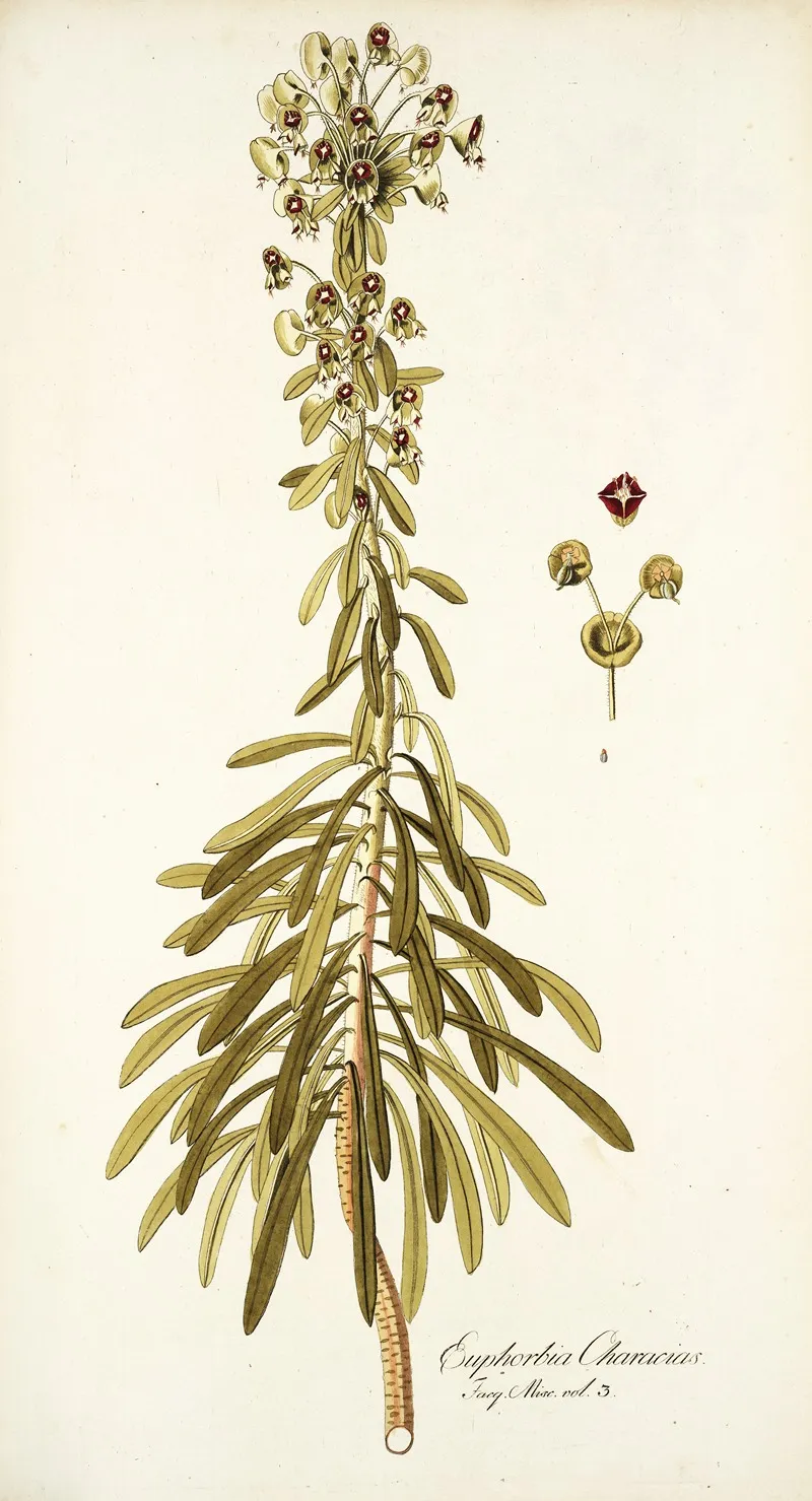 Euphorbia Characias Wall Art by Nikolaus Joseph Freiherr von Jacquin - High-Resolution Digital Print