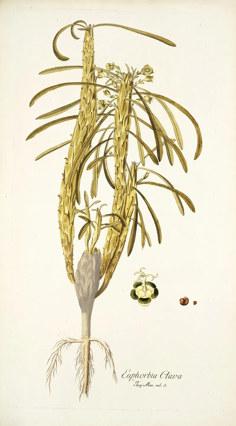 Euphorbia Clava Wall Art by Nikolaus Joseph Freiherr von Jacquin - High-Resolution Digital Print