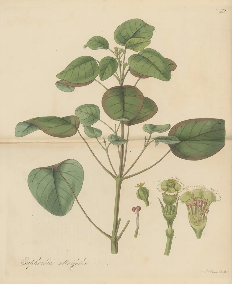 Euphorbia Cotinifolia Wall Art by William Jackson Hooker - High-Resolution Digital Print