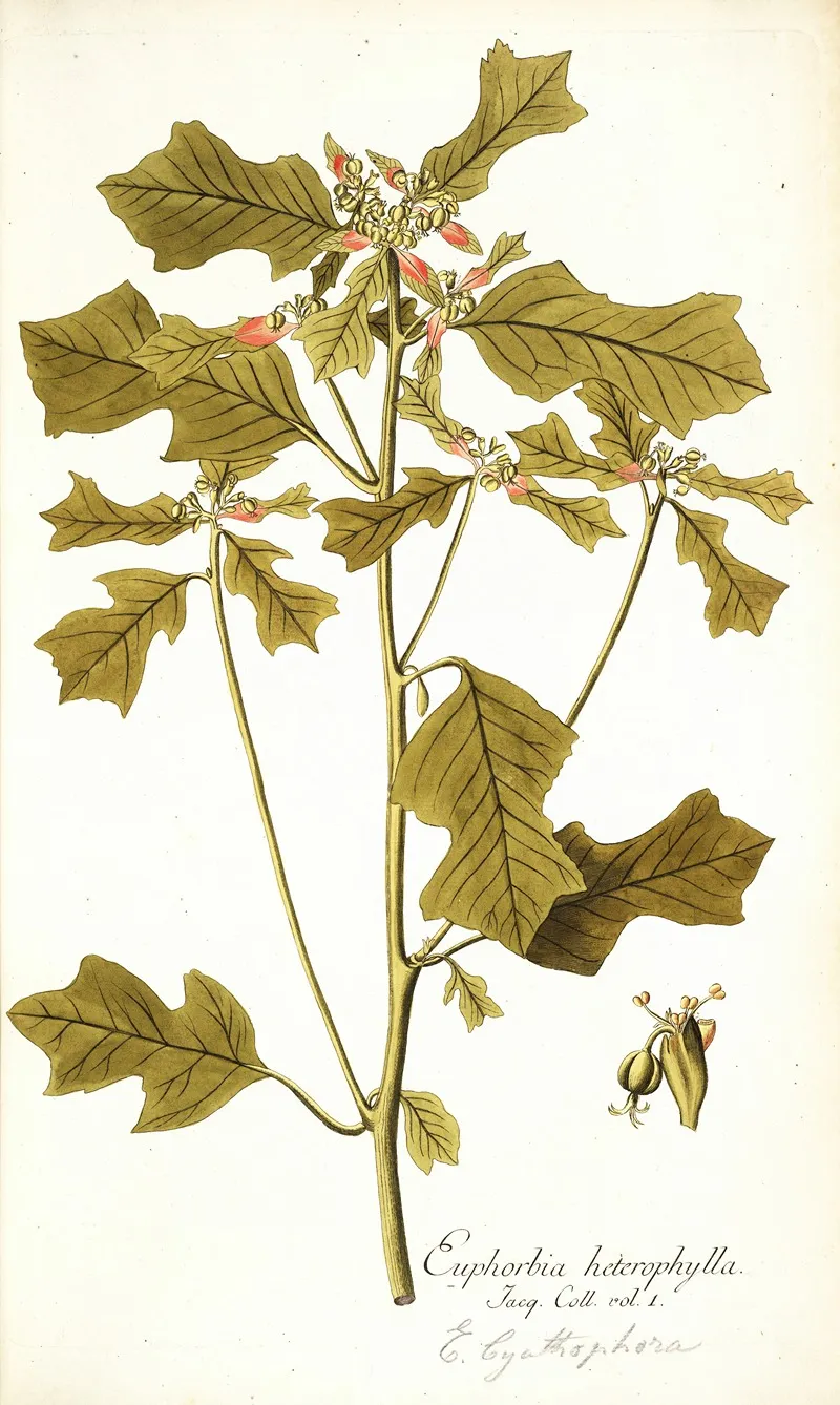 Euphorbia Cyathophora Wall Art by Nikolaus Joseph Freiherr von Jacquin - High-Resolution Digital Print