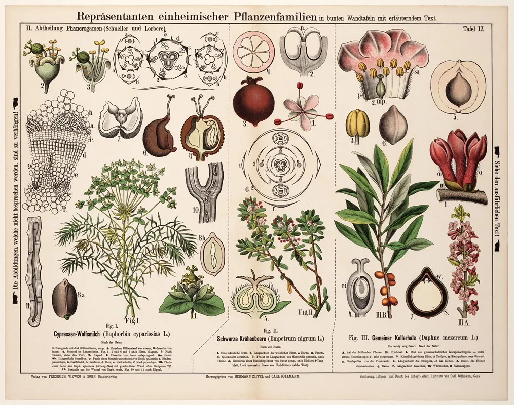 Euphorbia Cyparissias Empetrum Nigrum Daphne Mezereum Wall Art by Hermann Zippel - High-Resolution Digital Print